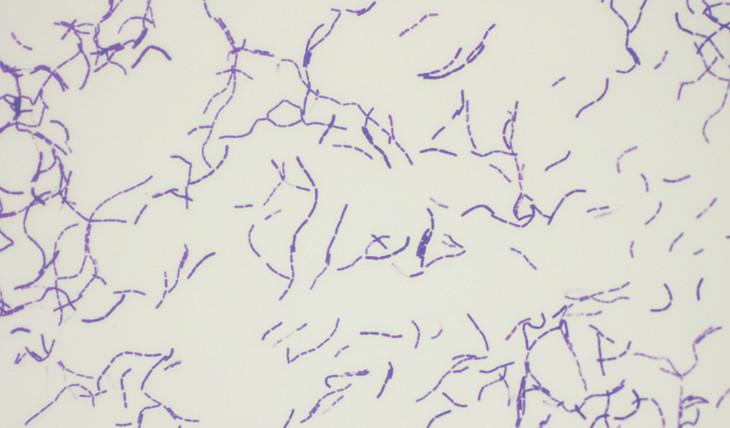 Bacterial Growth [Daniel A. West, University of California]
