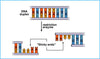Restriction Enzyme (Titration) [Daniel A. West, University of California]
